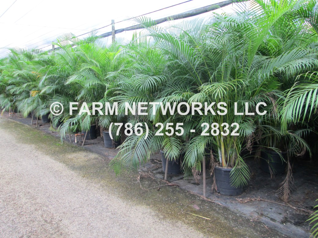 10 Gallon Areca Palm-Naples, FL