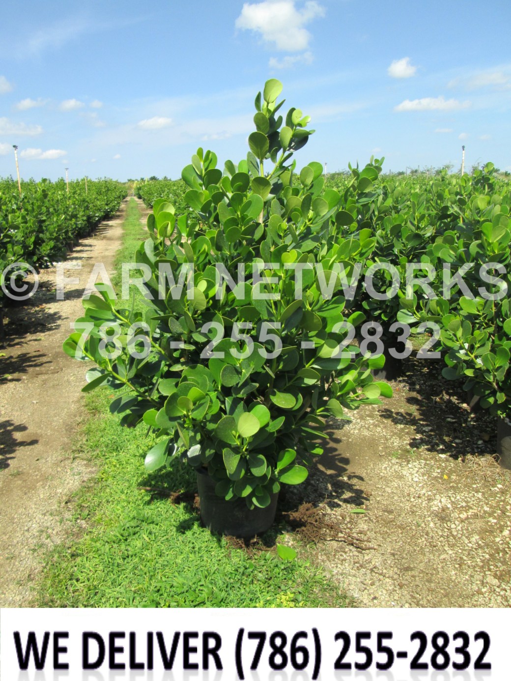 10 Gallon-Clusia for Sale