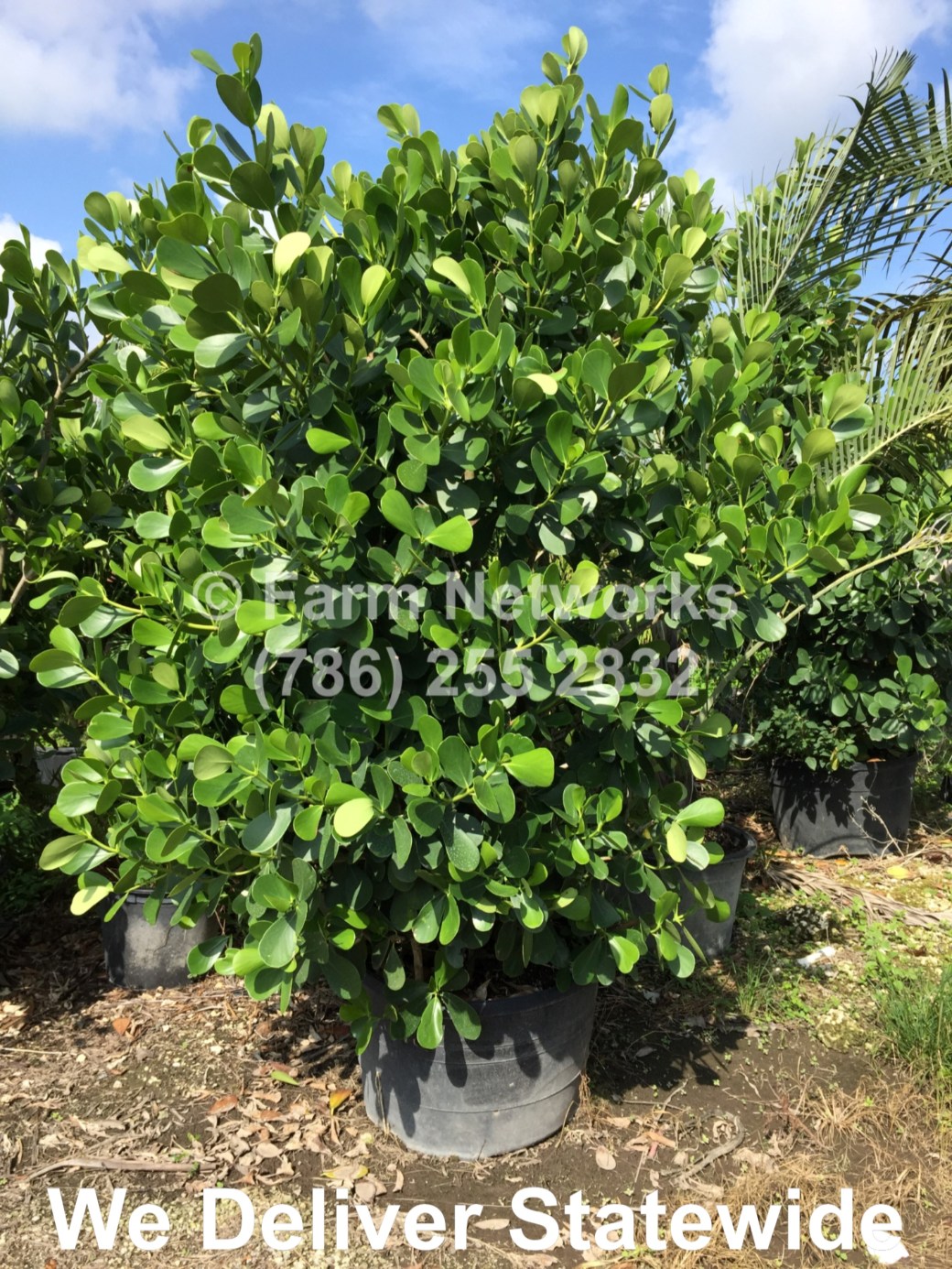 10 Gallon Clusia for Sale