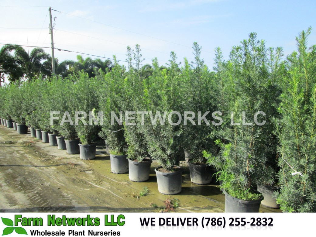 10-Gallon-Podocarpus-Palm-Beach