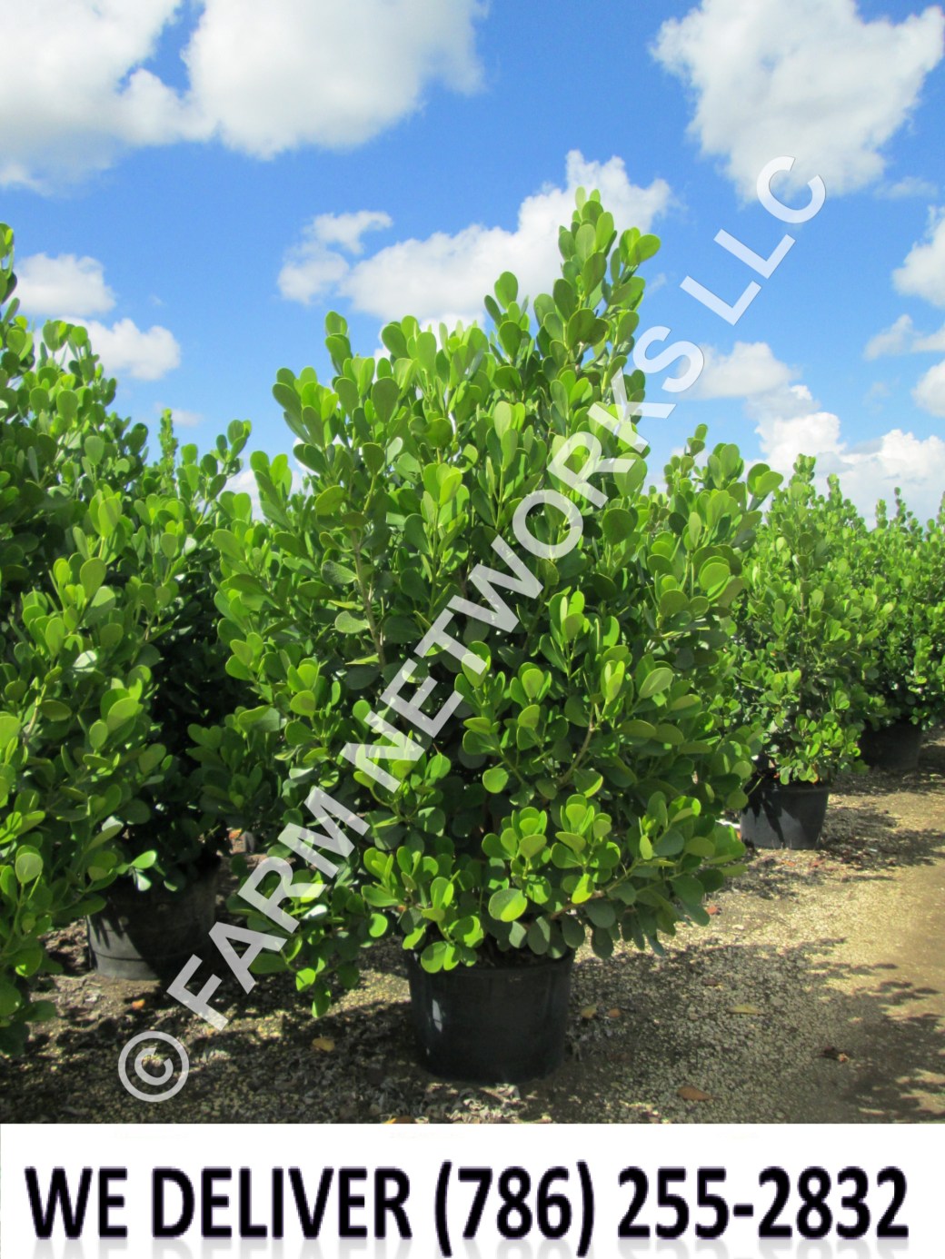 100-Gallon-Clusia-Palm-Beach