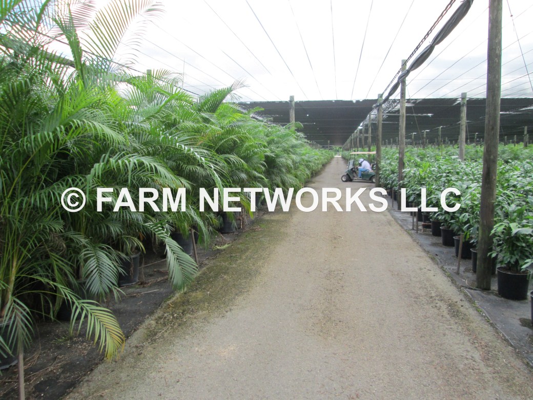 15-Gallon Areca Palm-Broward