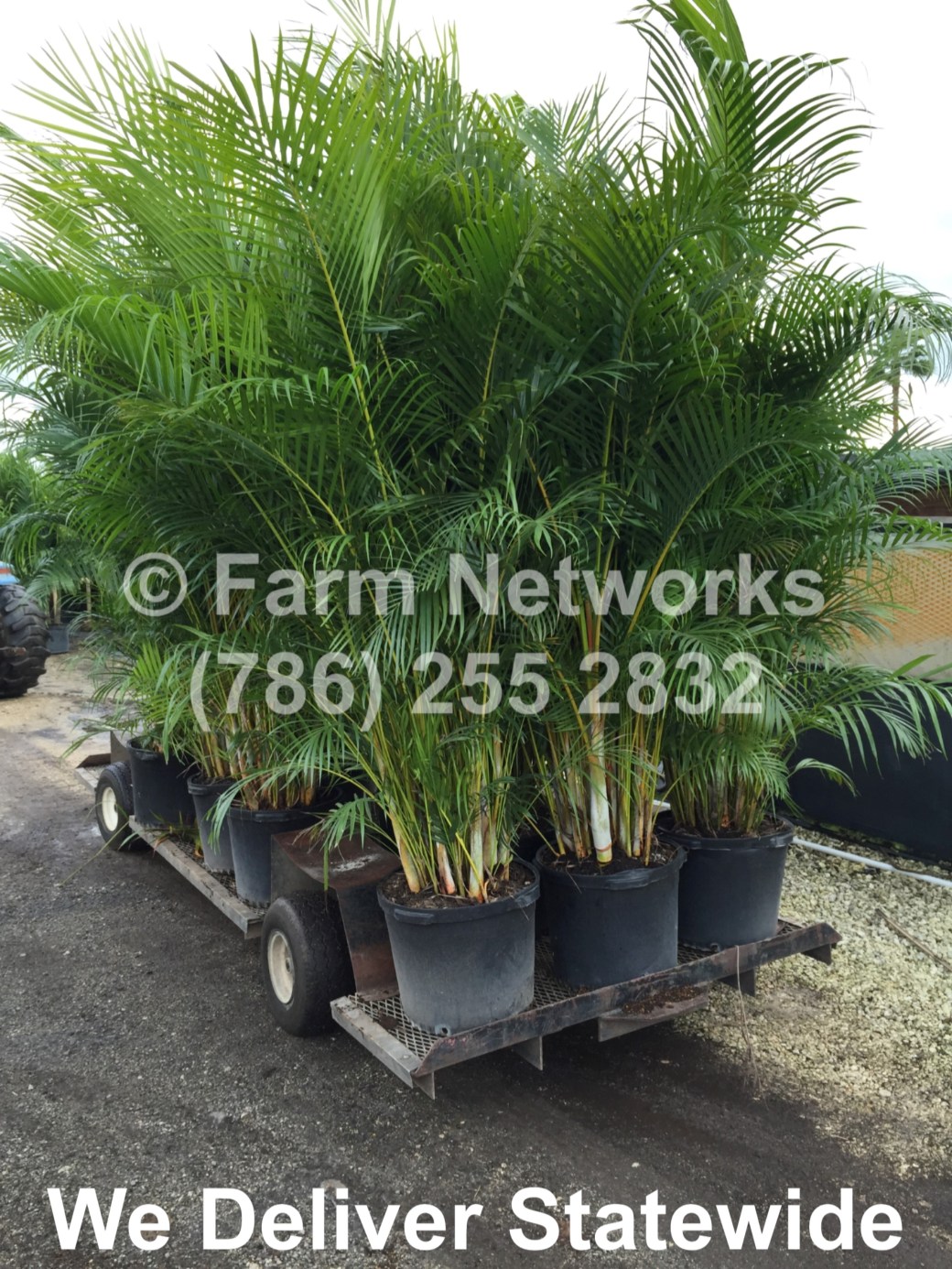 15 Gallon Areca Palm-Palm Beach