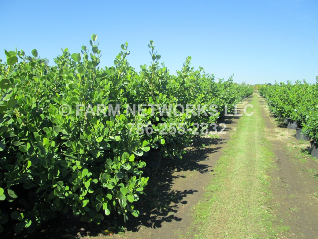 Field Grown Clusia Guttifera