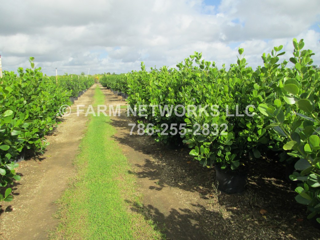 15-Gallon Clusia-Estero, FL