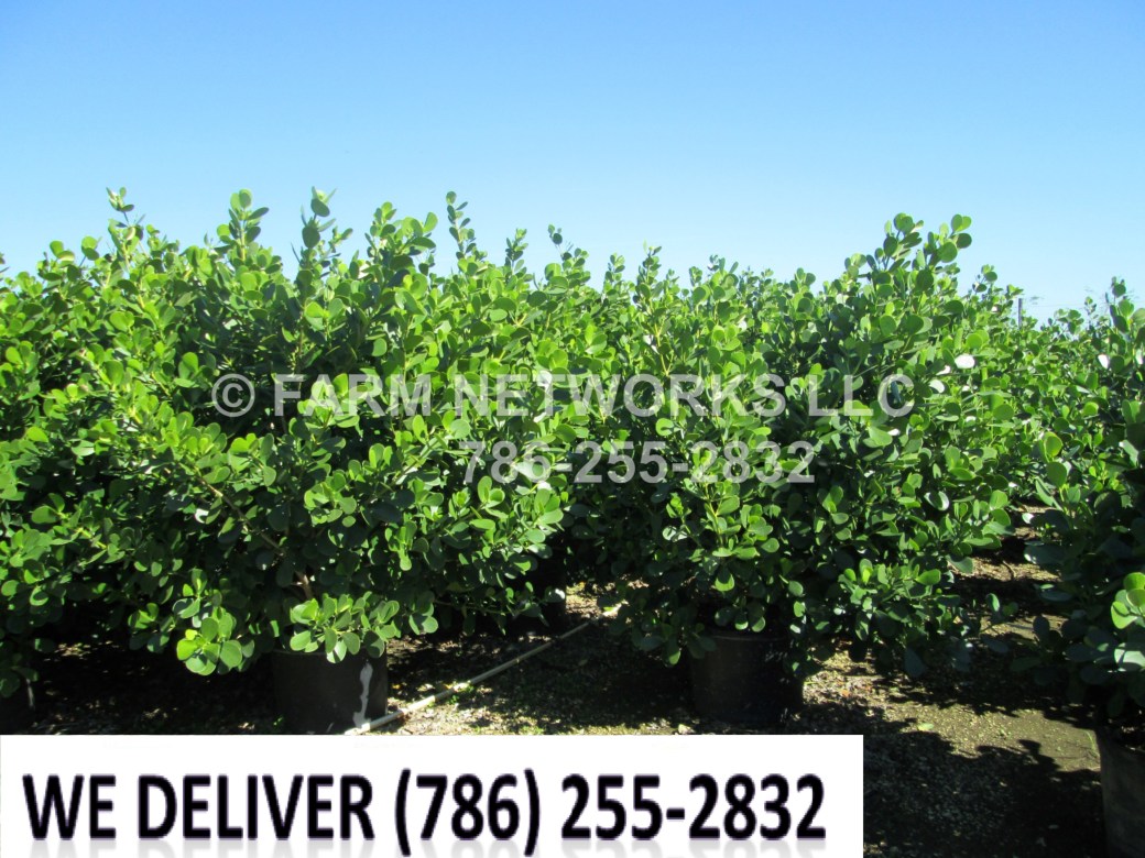 15 Gallon-Clusia for Sale