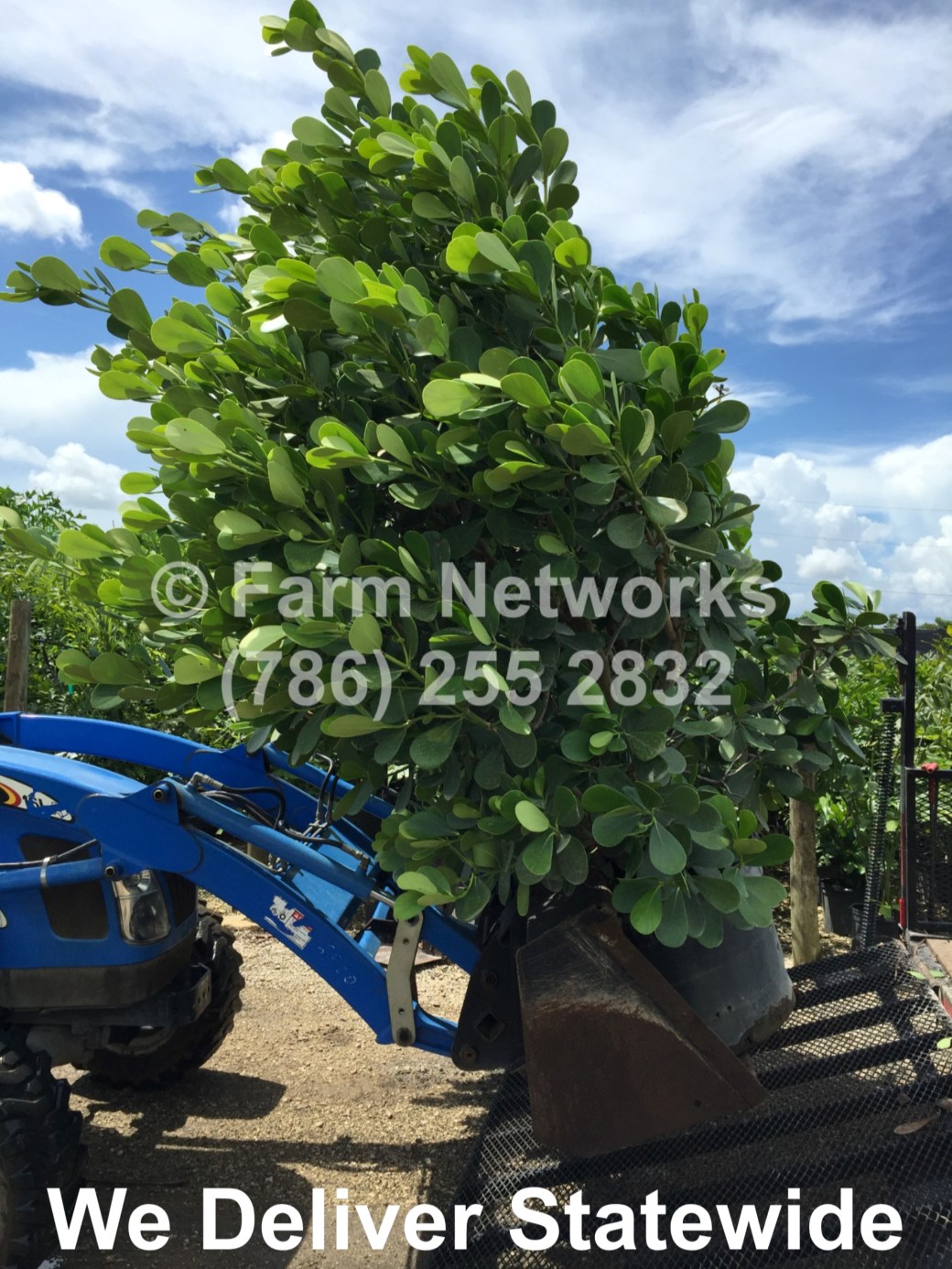 15 Gallon Clusia for Sale