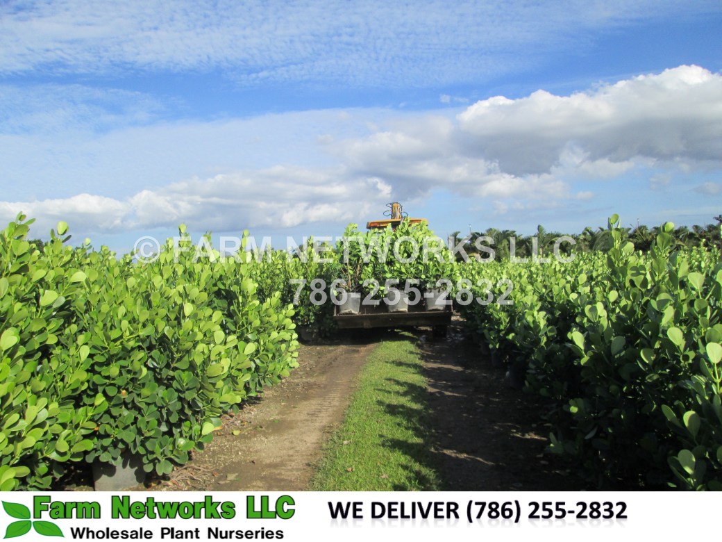 15-Gallon Clusia-Liquidation Prices, FL