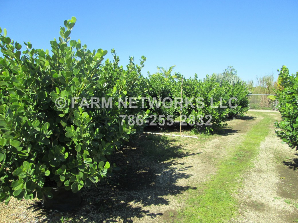 15-Gallon Clusia-Miami-Nursery