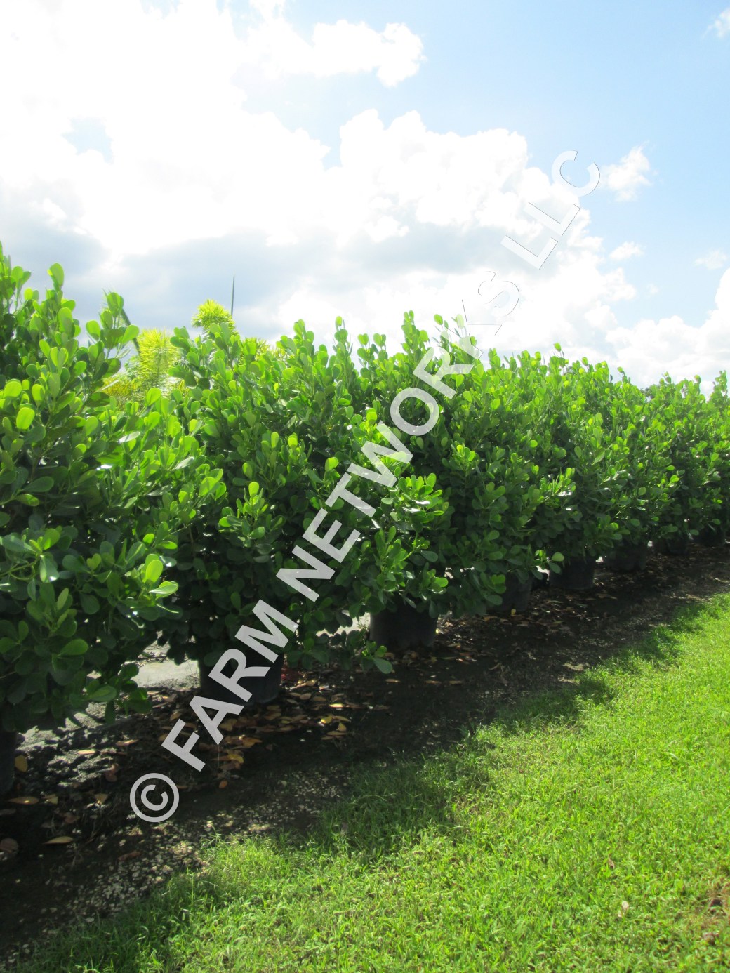 15-Gallon Clusia-Miami Shores