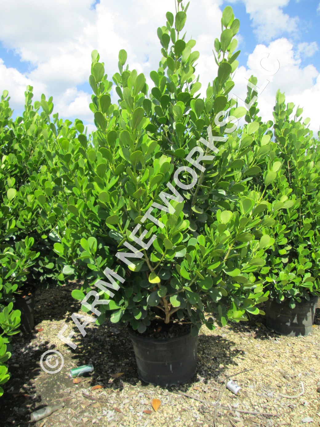 15-Gallon Clusia-Miami