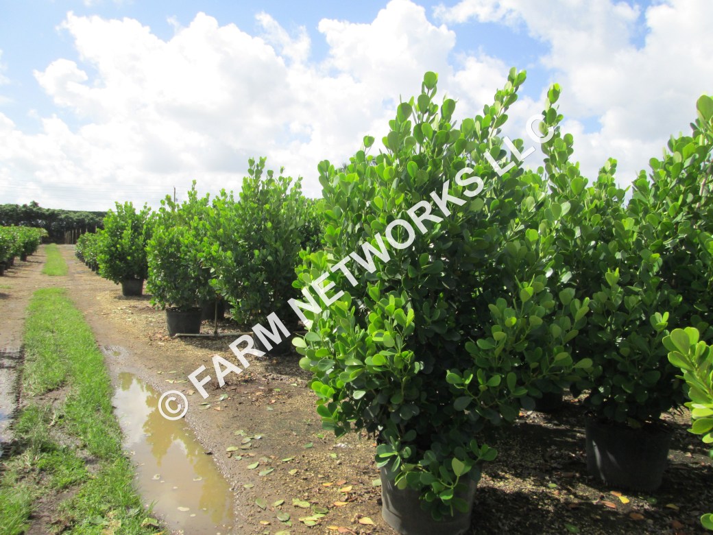 15-Gallon Clusia-North Miami Beach, FL