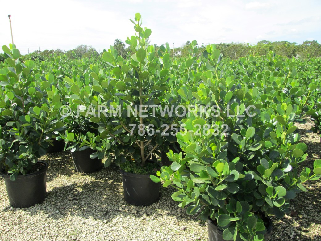 Guttifera Small Leaf