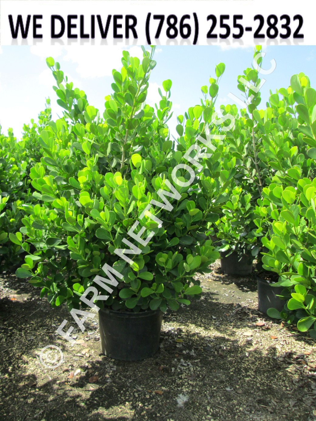 15-Gallon-Clusia-Palm-Beach