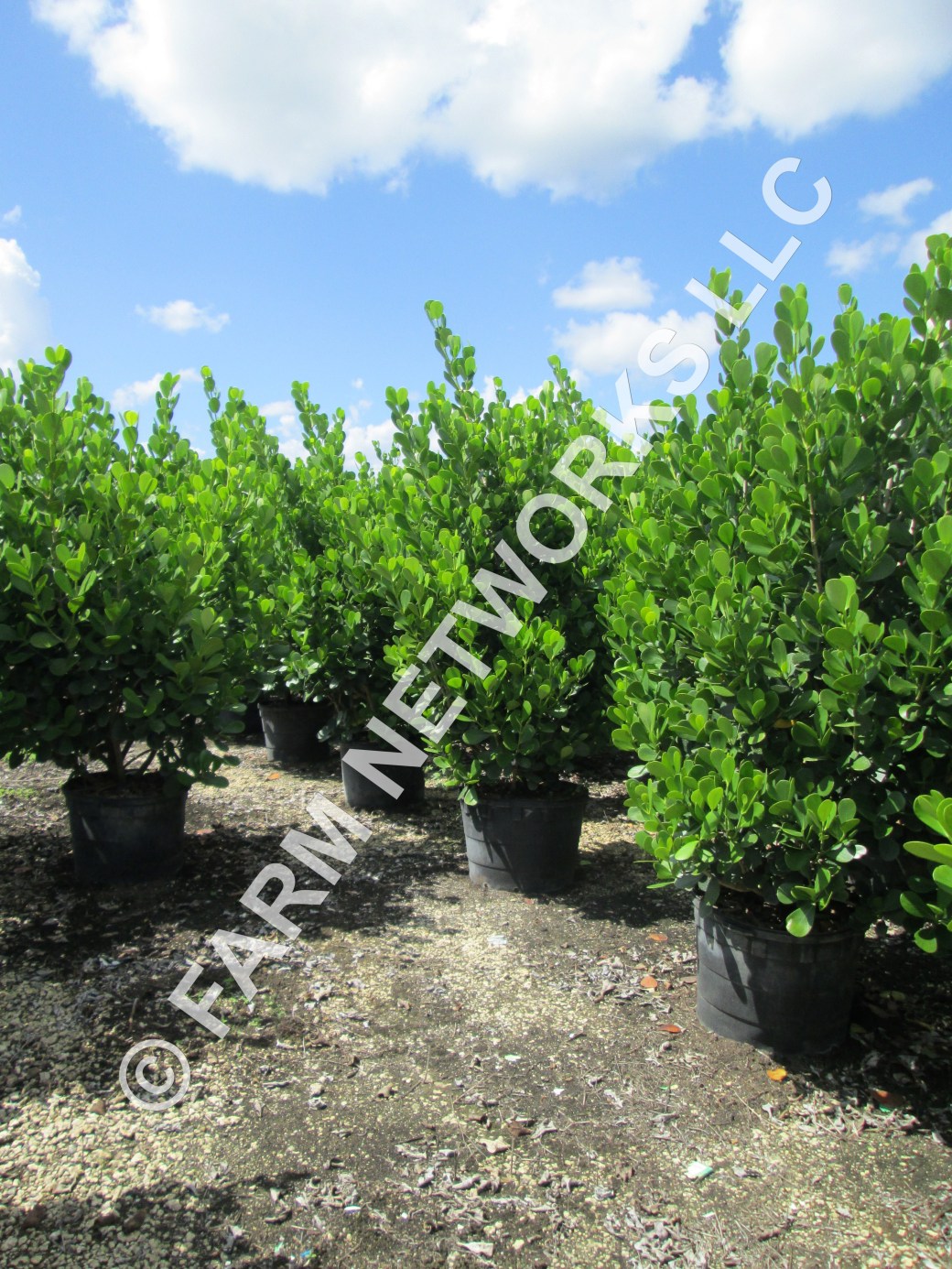 15-Gallon Clusia-Prices, FL