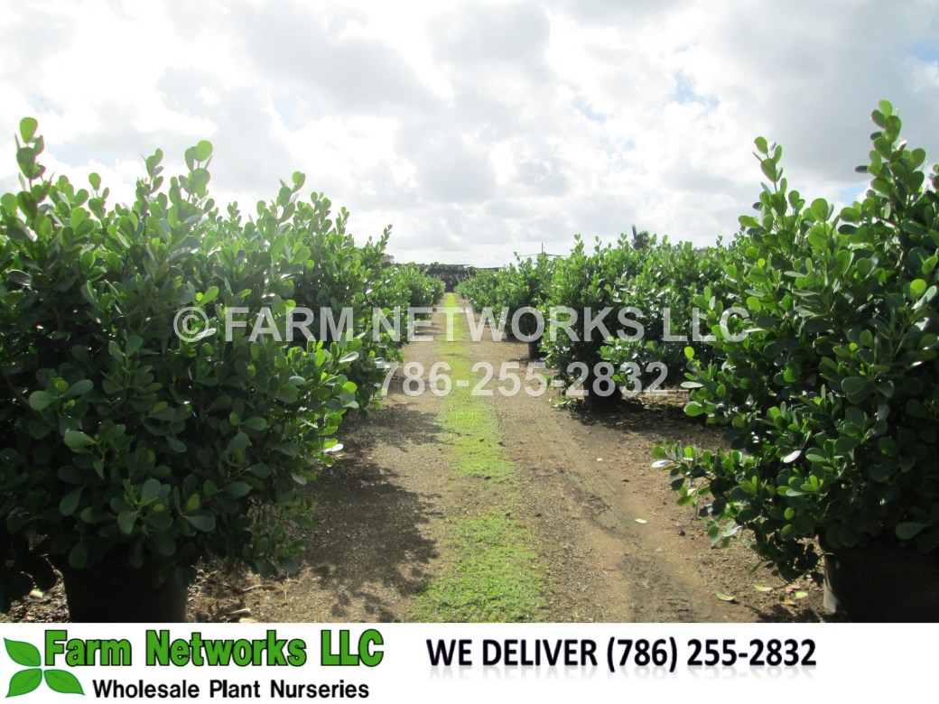 15-Gallon Clusia-South, FL