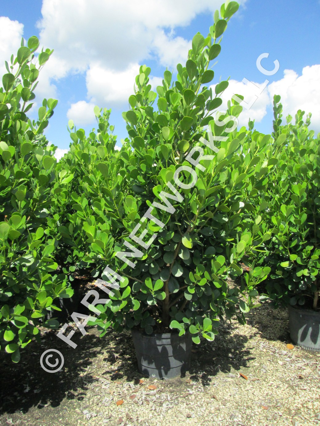 15-Gallon Clusia-South Florida