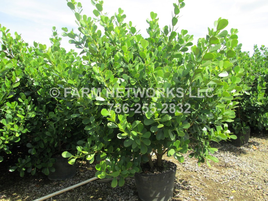 Guttifera Small Leaf