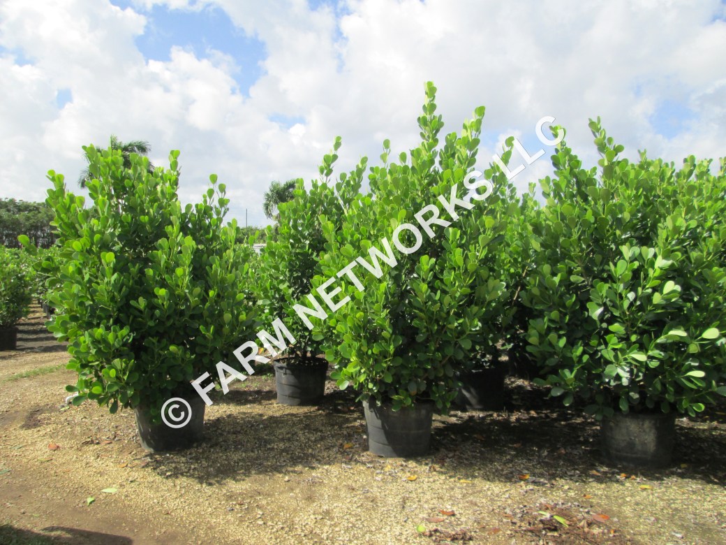 15-Gallon Clusia-Vero Beach, FL