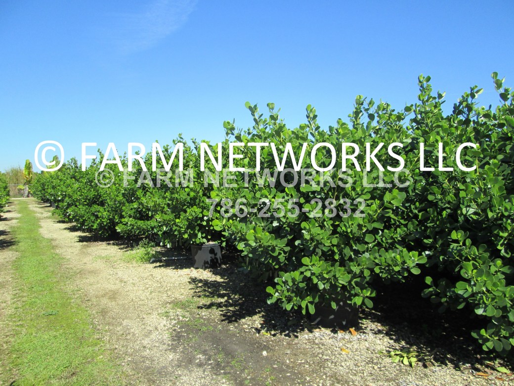 15-Gallon Clusia-West Palm Beach, FL