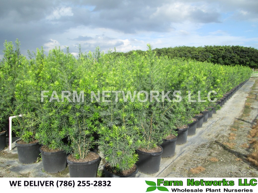 15-Gallon-Podocarpus-Broward