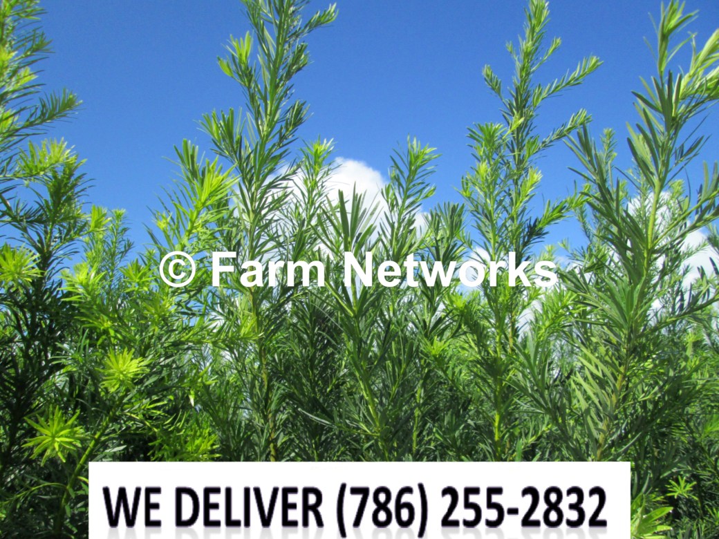 15 Gallon-Podocarpus Palm Beach