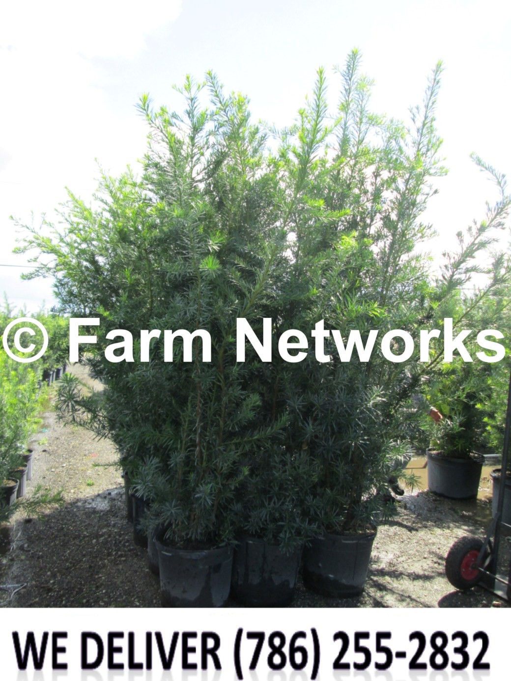 15 Gallon-Podocarpus