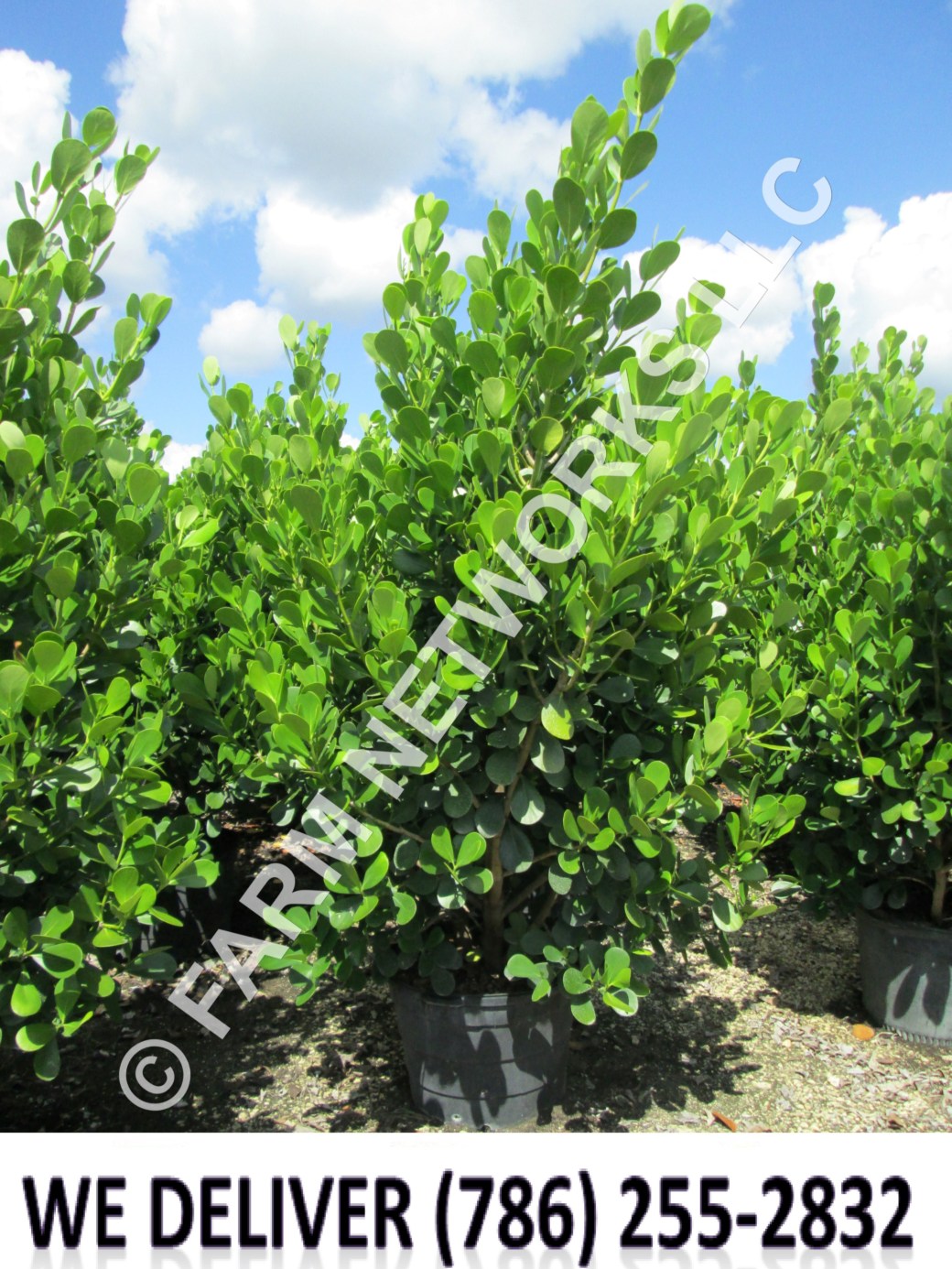 200 Gallon-Clusia for Sale