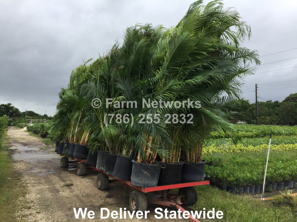 25-Gallon Areca Palm-Broward