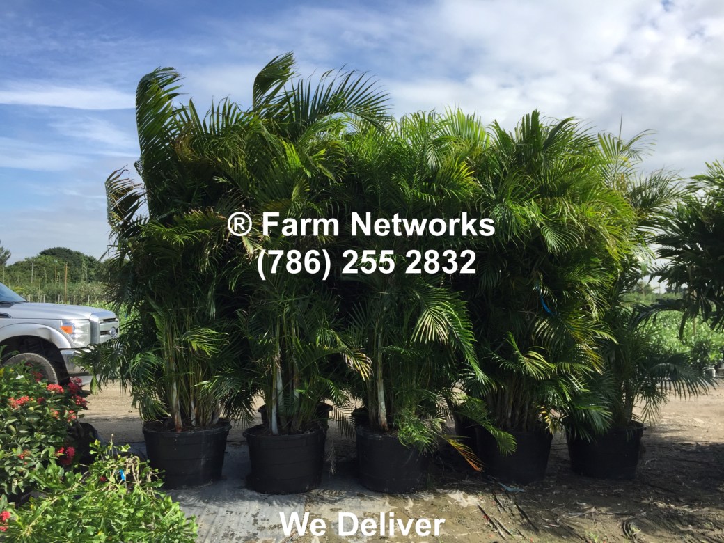 25-Gallon Areca Palm-Homestead