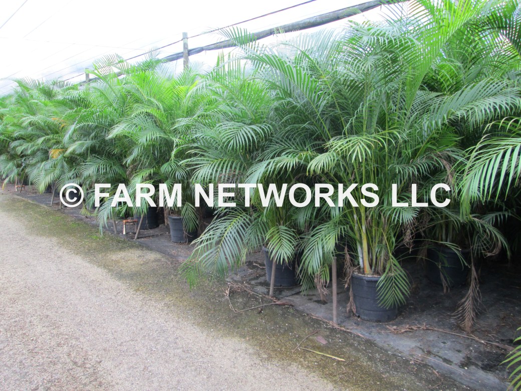 25-Gallon Areca Palm-Miami