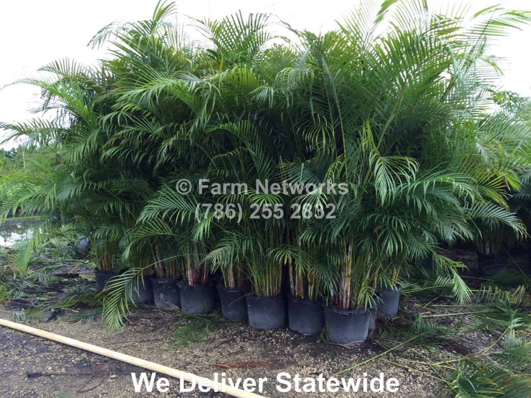 25 Gallon Areca Palm-Naples, FL