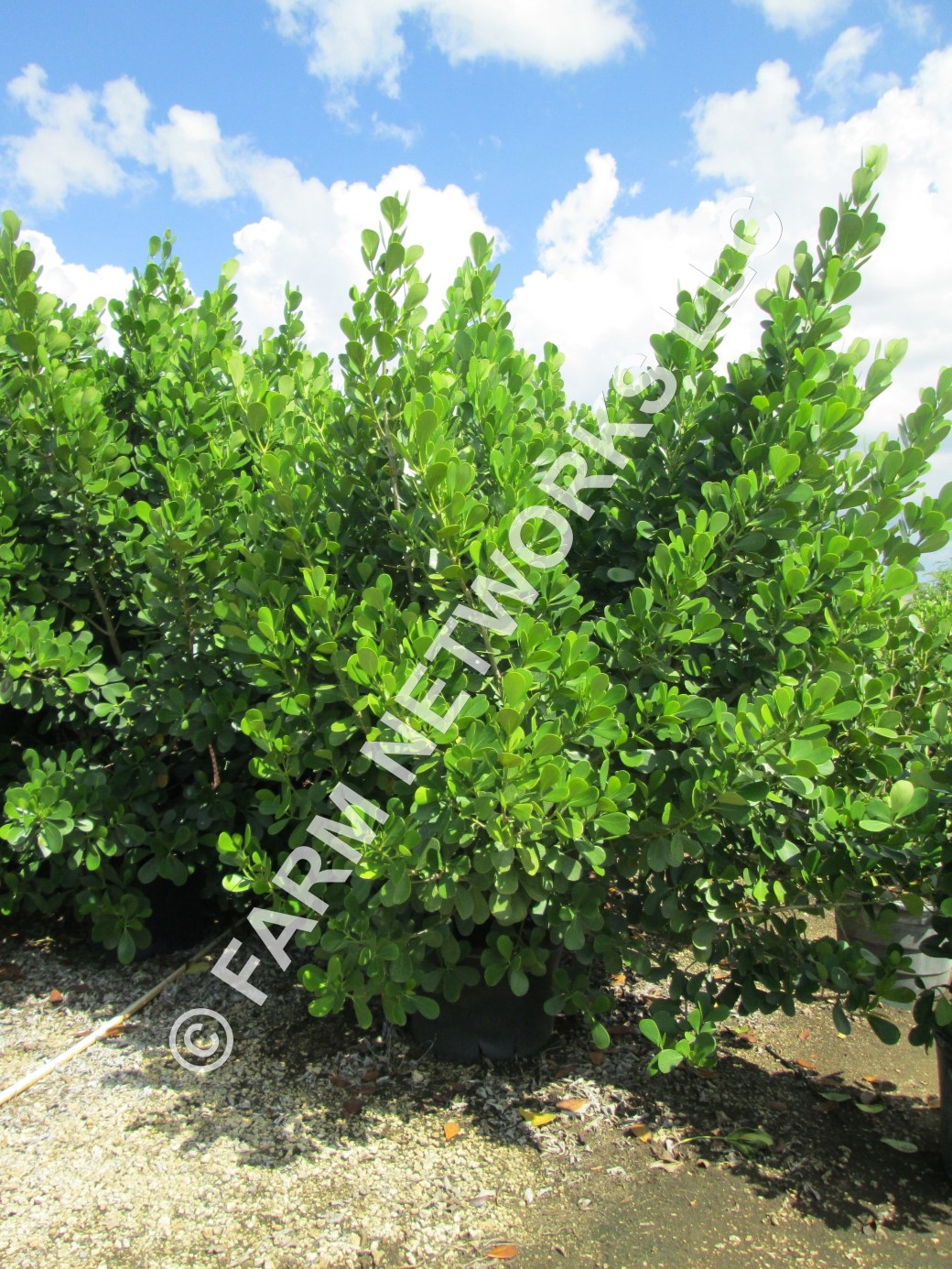 25-Gallon Clusia Hedge