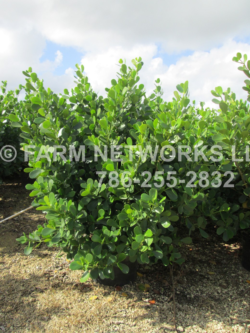 Guttifera Small Leaf