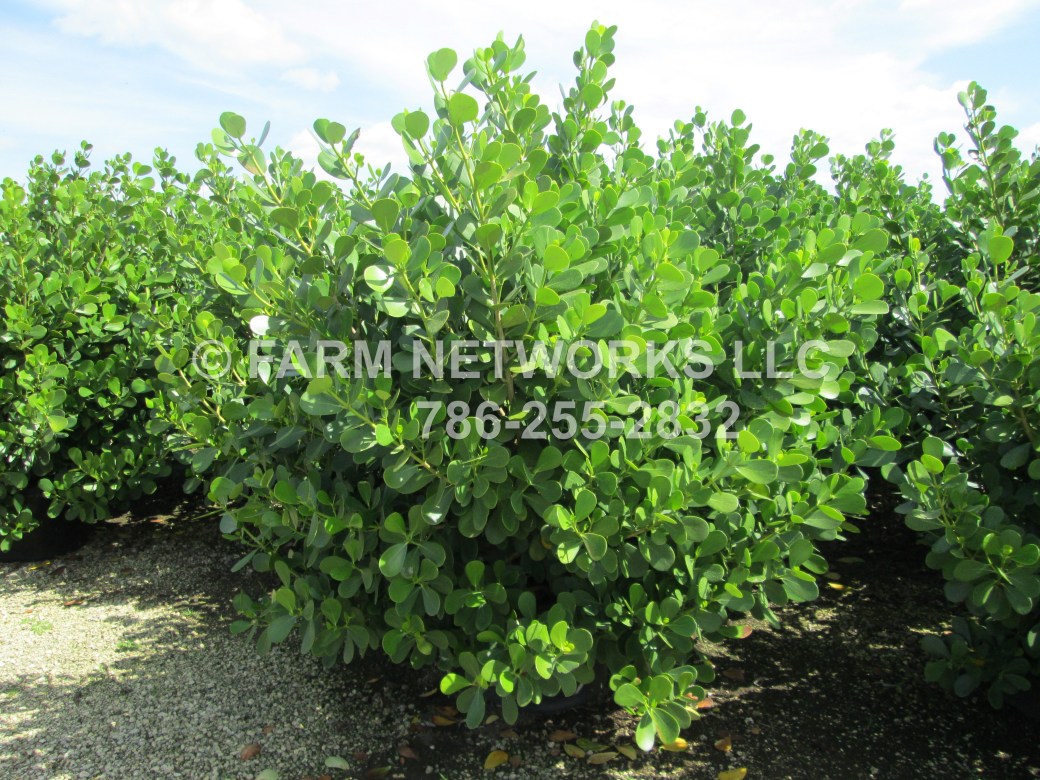 25-Gallon Clusia-Nurseries.JPG