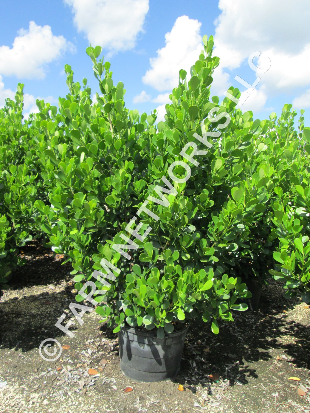 25-Gallon Clusia Rosea