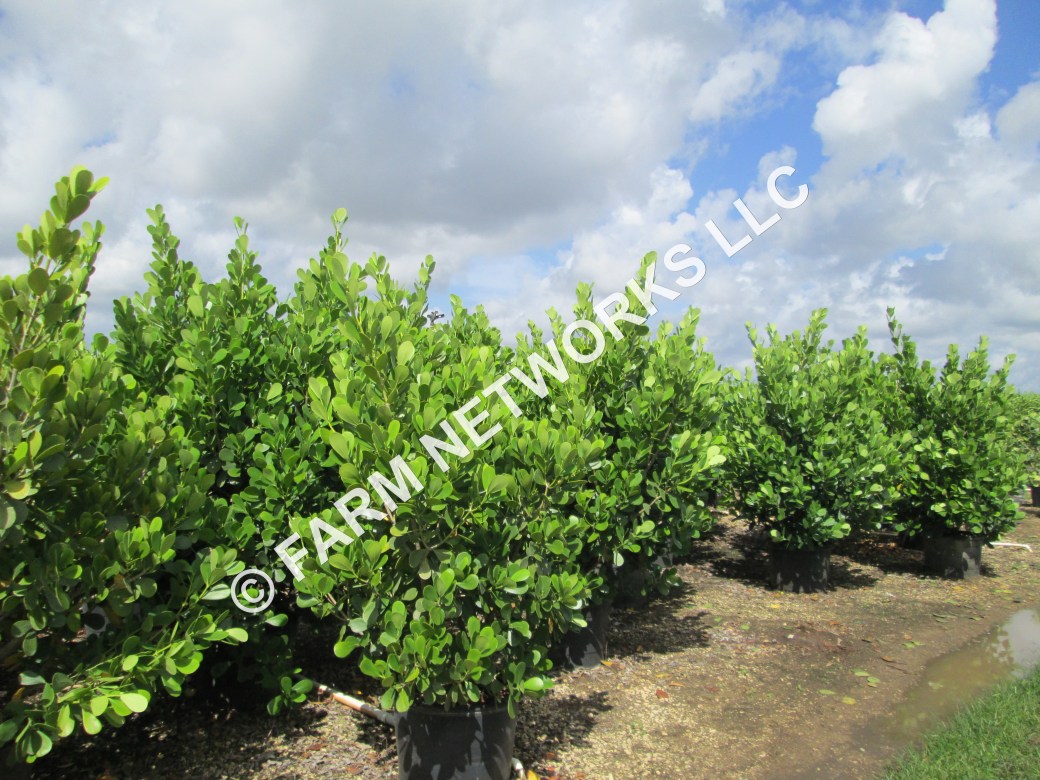 25-Gallon Clusia South Florida