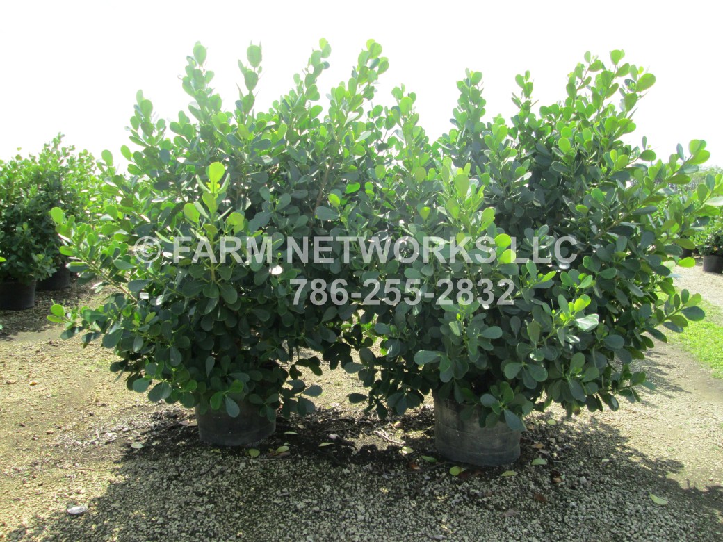 25-Gallon Clusia West Palm Beach