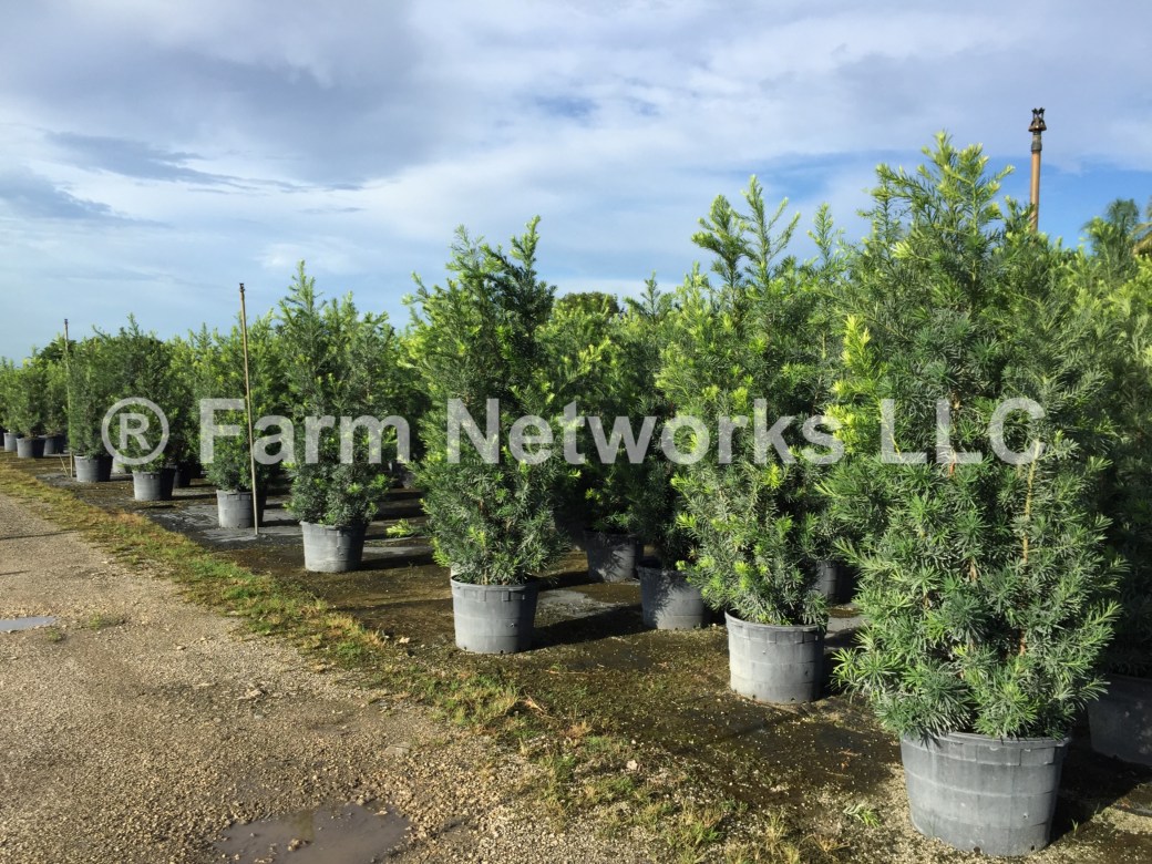 25-Gallon-Podocarpus-Broward