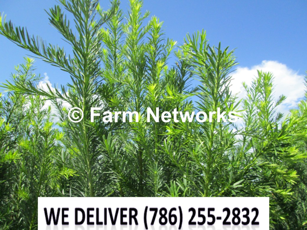 25 Gallon-Podocarpus Miami