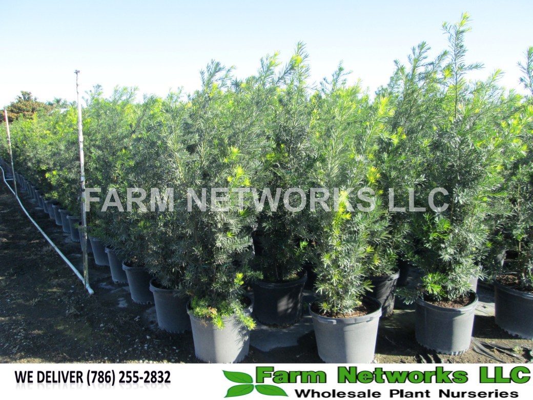 25-Gallon-Podocarpus-Palm-Beach