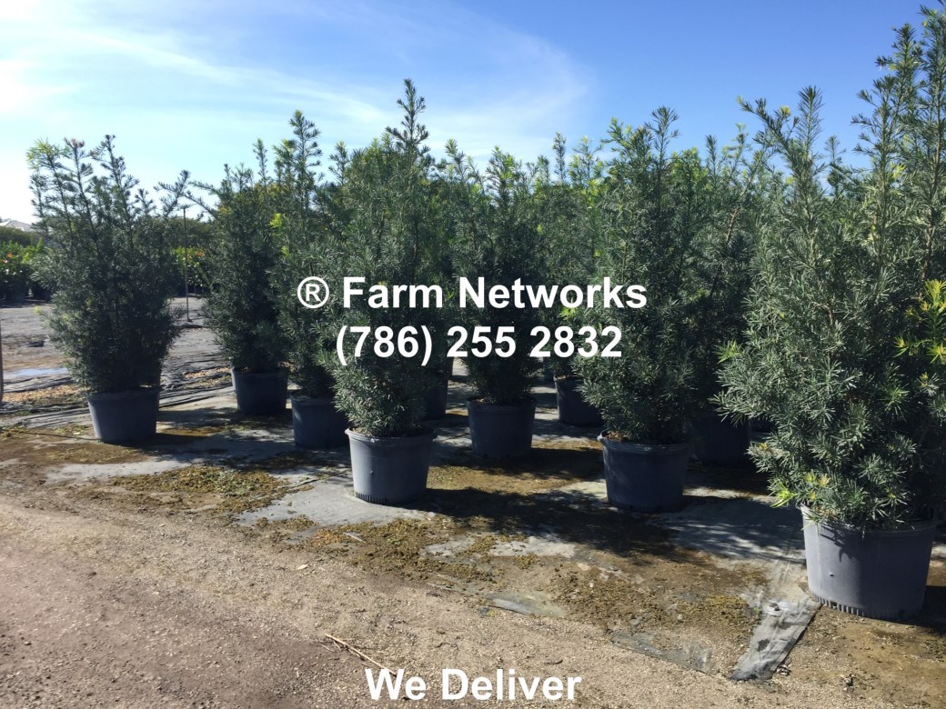 25-Gallon-Podocarpus
