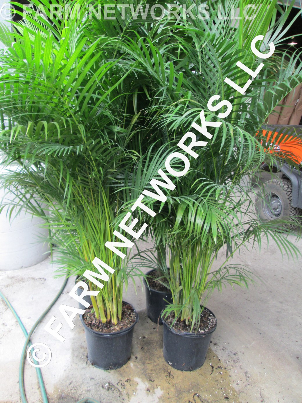 3-Gallon Areca Palm-Homestead