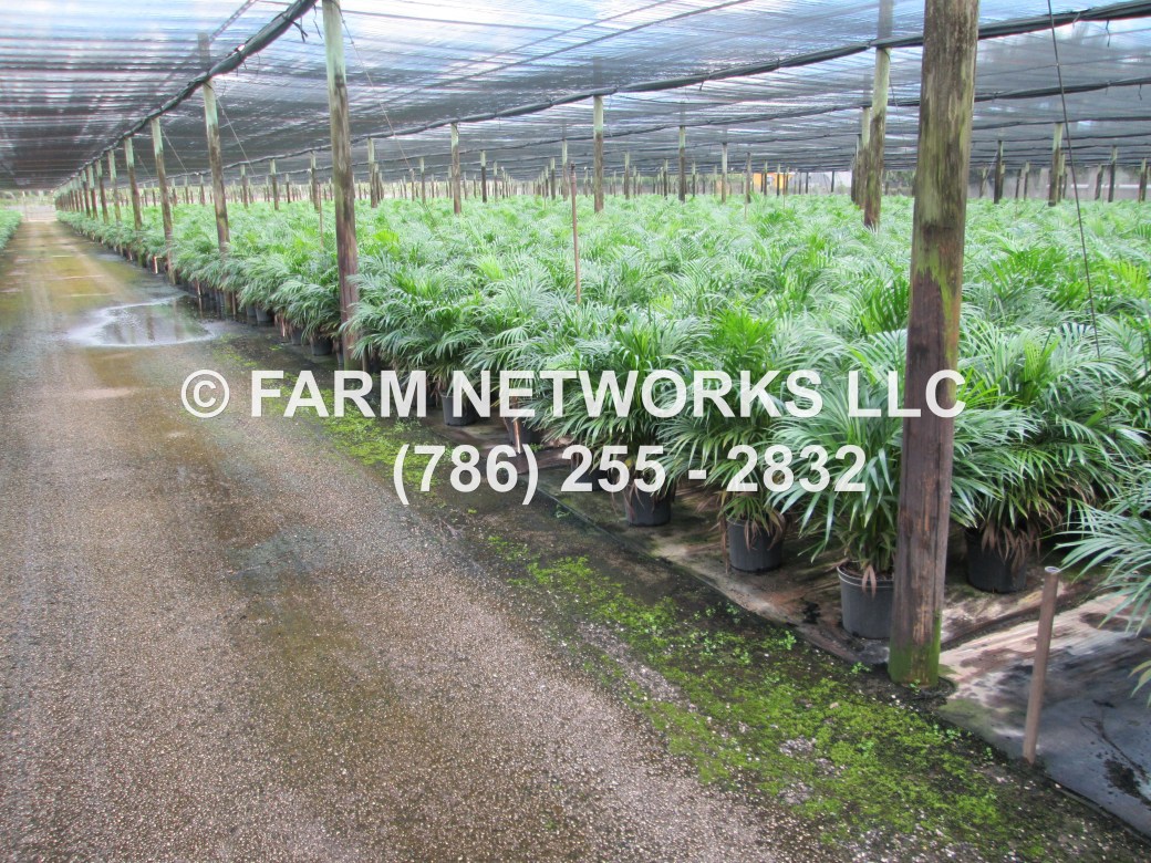 3 Gallon Areca Palm-Naples, FL