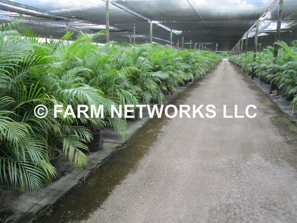 3 Gallon Areca Palm-Palm Beach