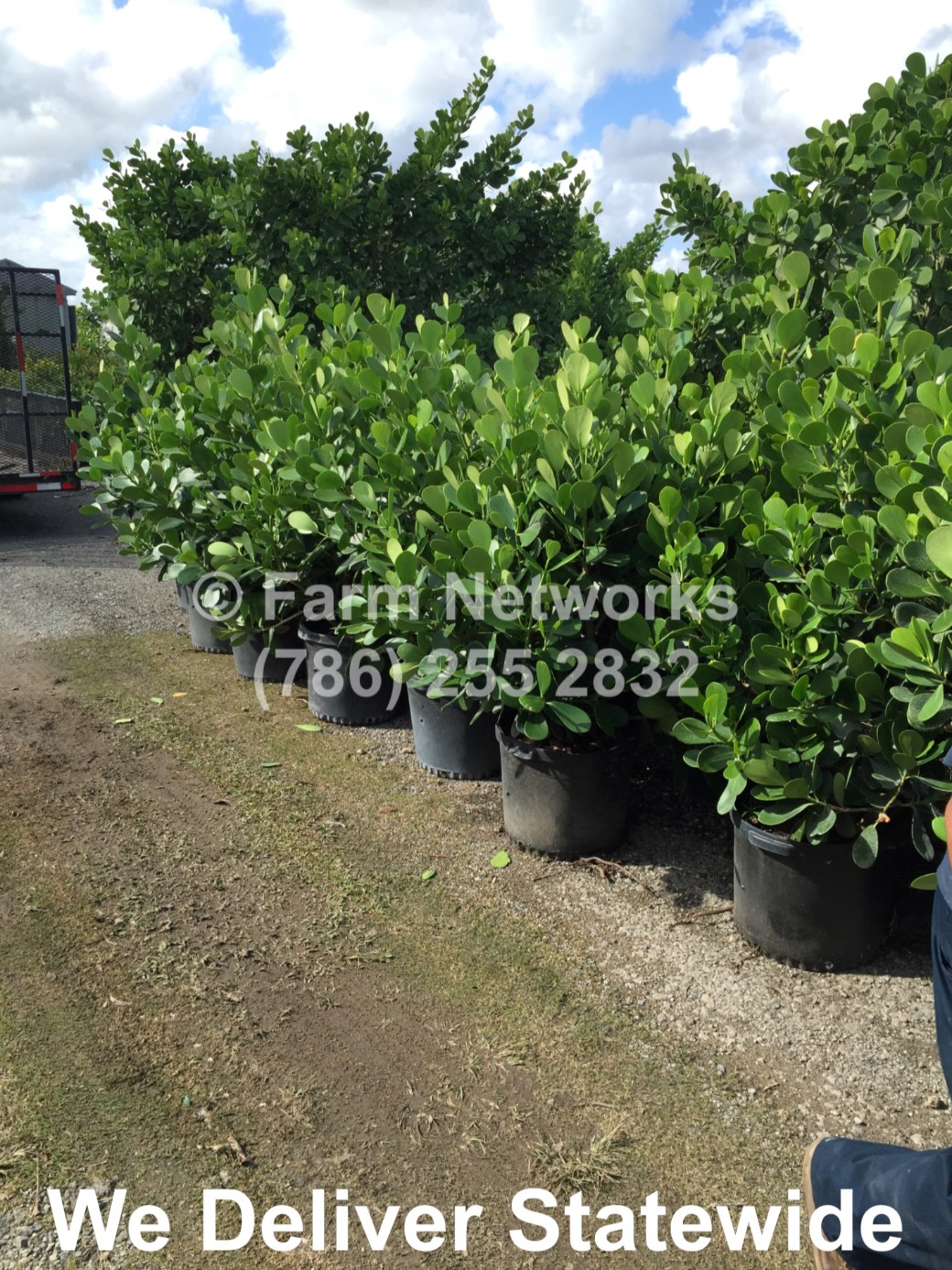 3 Gallon Clusia for Sale