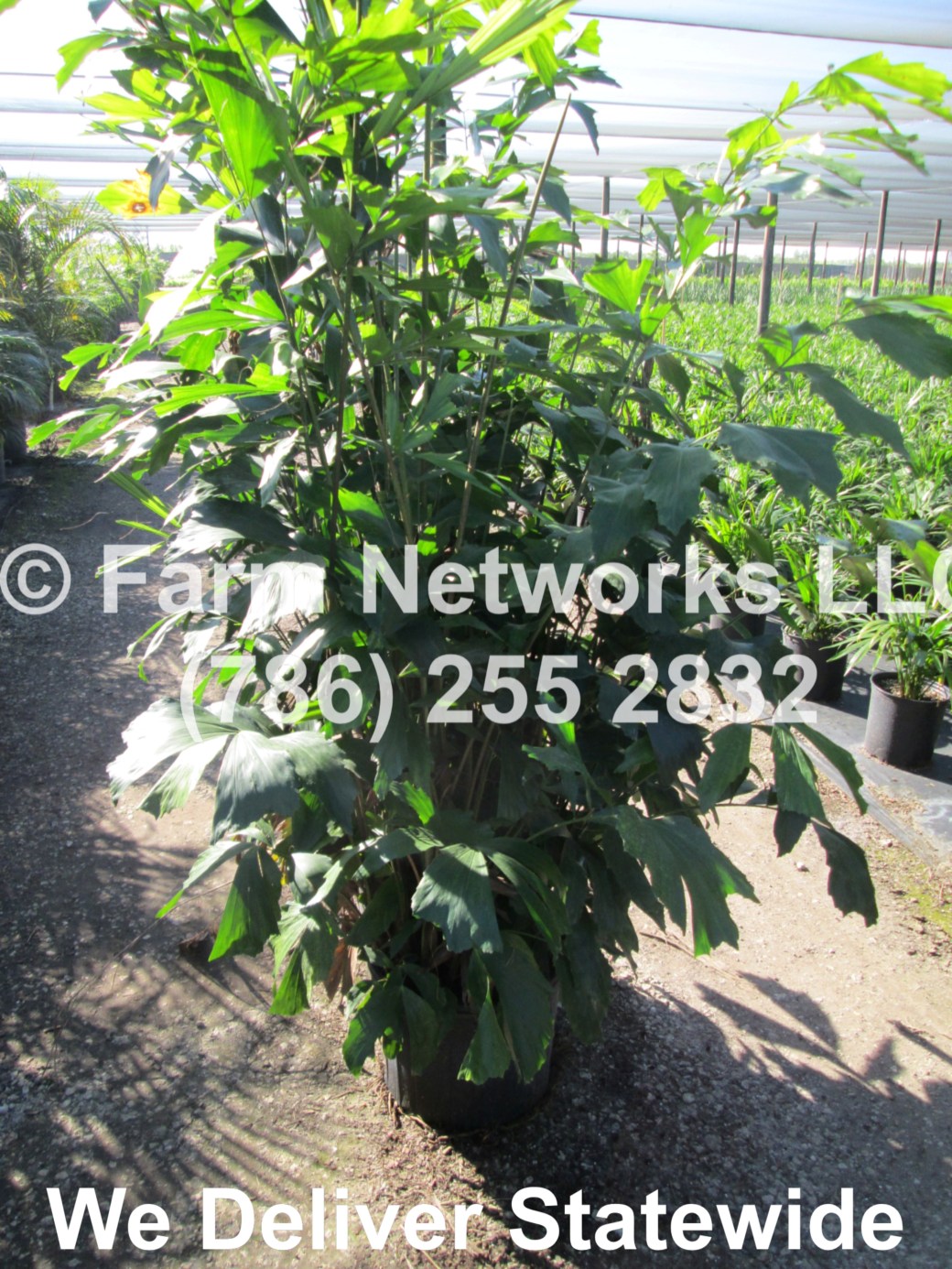 3-Gallon-Fishtail-Palm