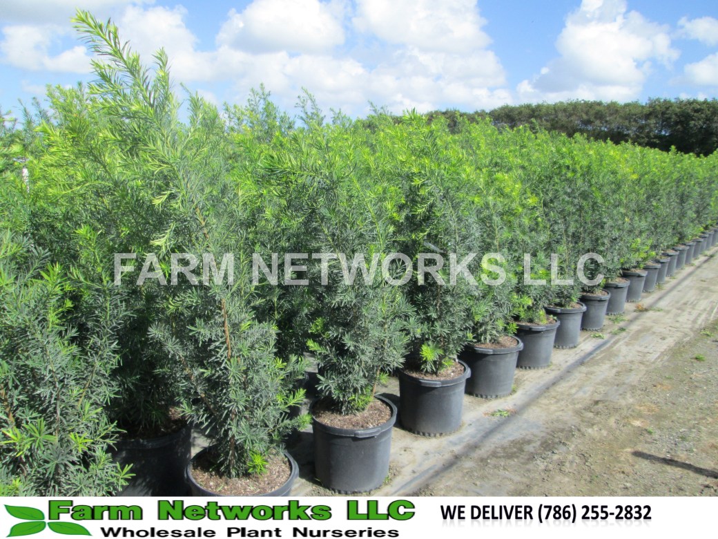 3-Gallon-Podocarpus-Broward