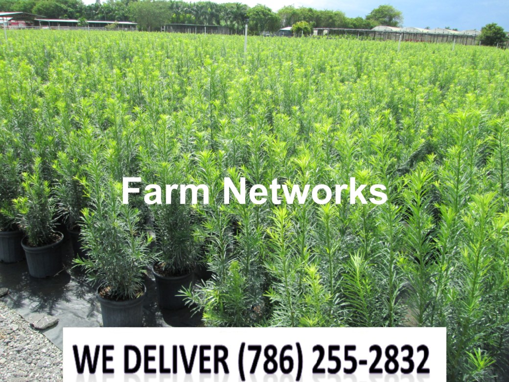 3 Gallon-Podocarpus for Sale