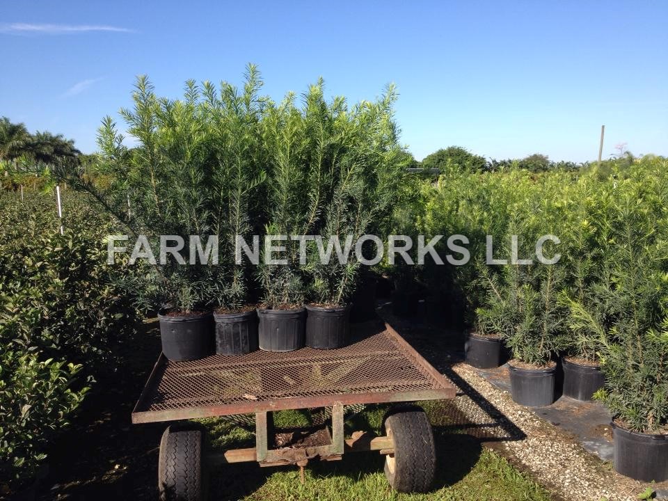 3-Gallon-Podocarpus-Palm-Beach